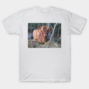 Scottish Highland Cattle Calf 1830 T-Shirt